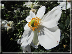 foto Fiori